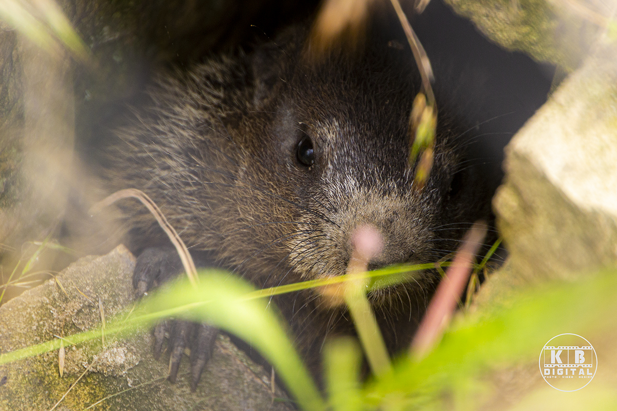 Groundhog by KB Digital